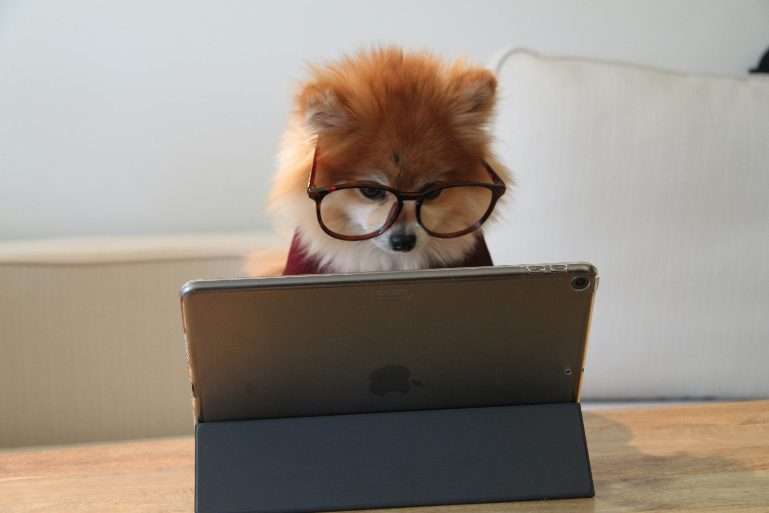 A dog reading from a laptop